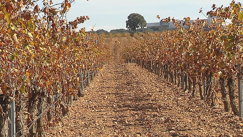 Bodegas contra el cambio clim�tico