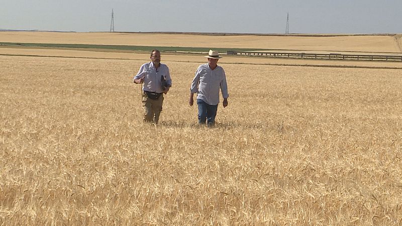 Cereales y cultivos herb�ceos amenazados por el calor y la falta de lluvias en C-LM