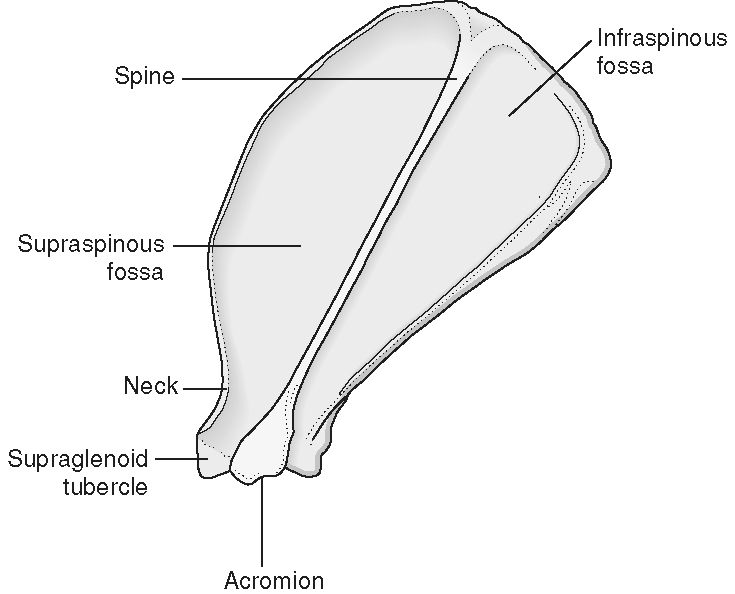 Dog Scapula Anatomy