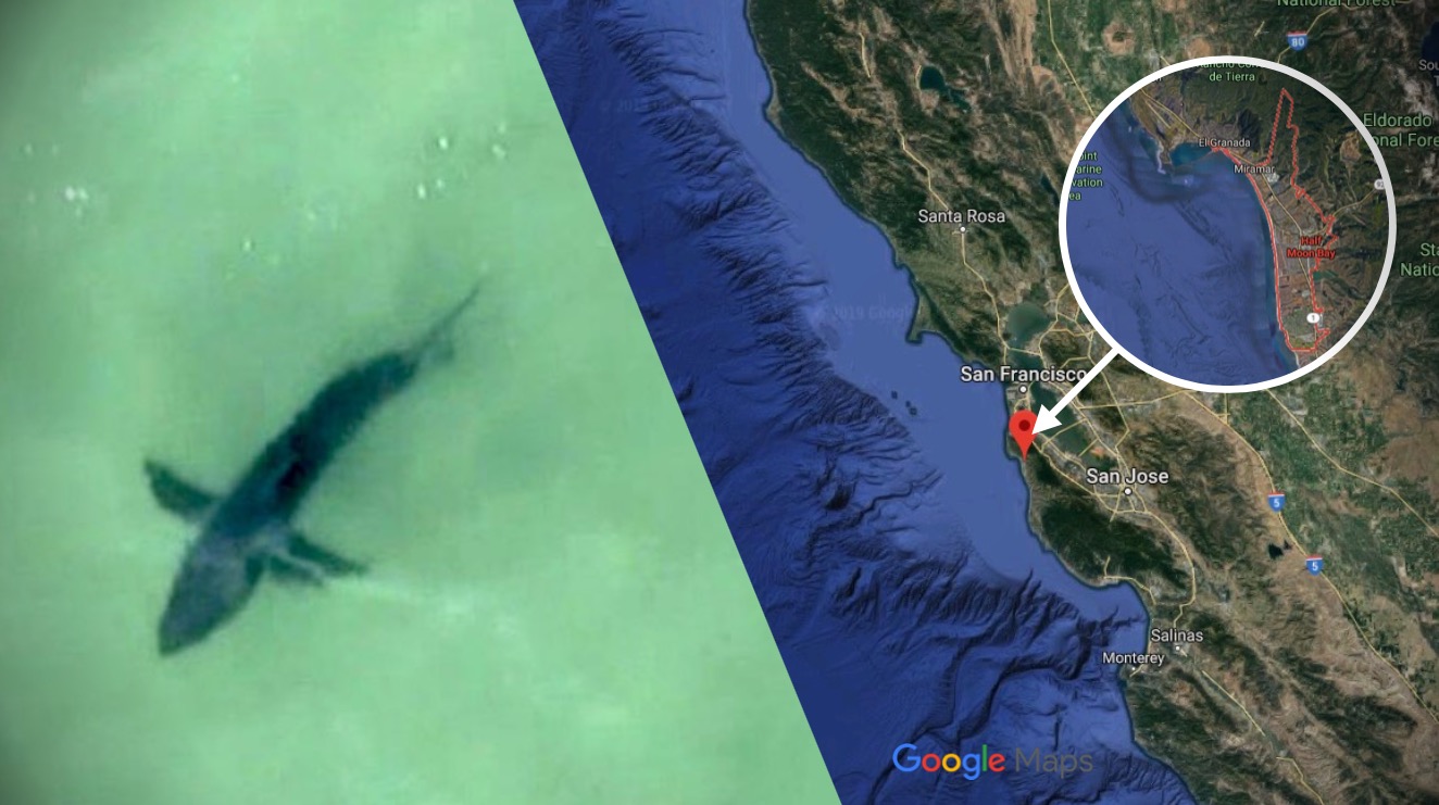 Sharks On Google Maps - Yoshi Katheryn