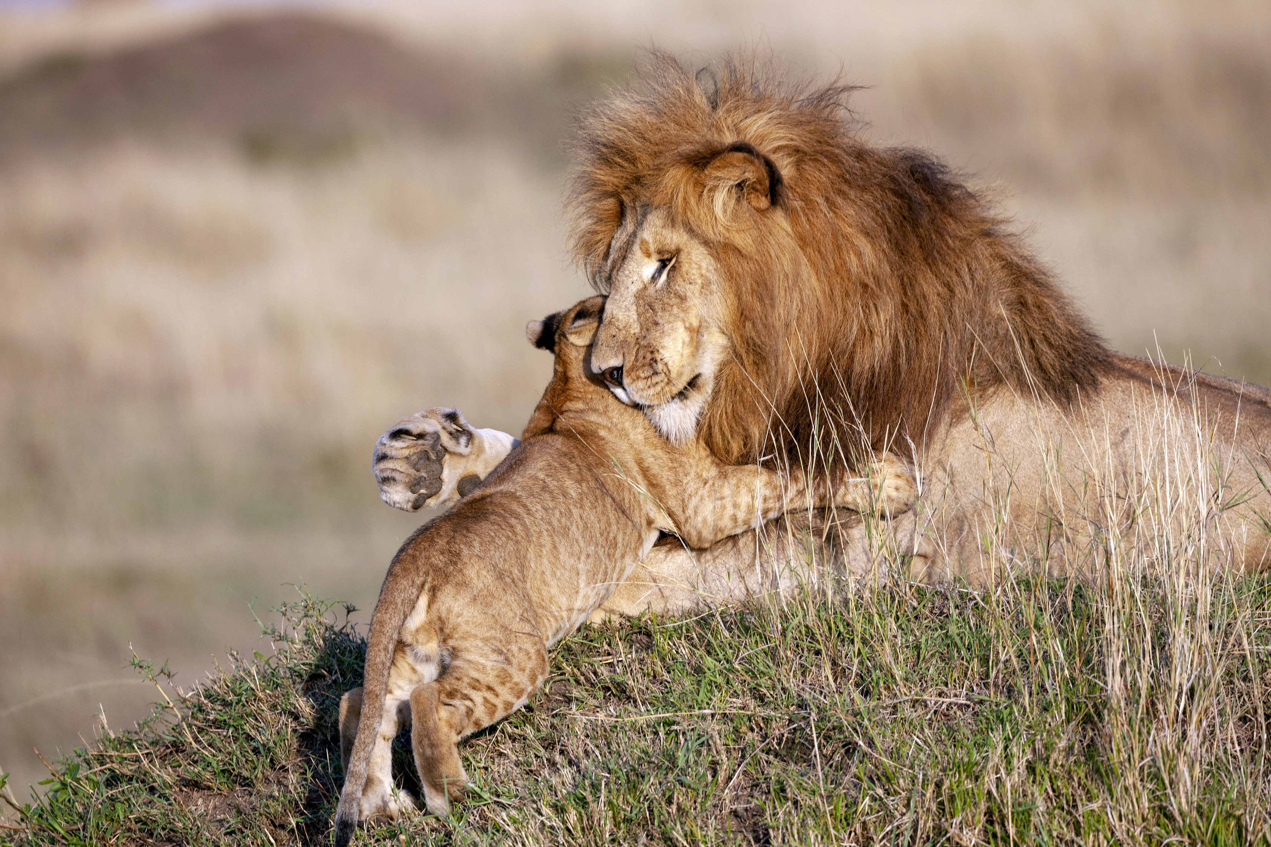 Lion Cubs With Dad