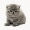 Exotic Shorthair Kitten