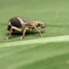 weevil on a leaf