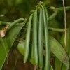 Vanilla beans growing.