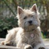 Cairn Terrier