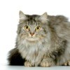 Domestic Longhair