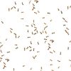 A bunch of ants on a white background.