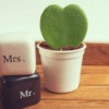 A potted heart shaped cactus used for a wedding decoration.