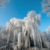 Weeping willow covered in snow in the winter.