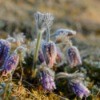 Frost on Flowers