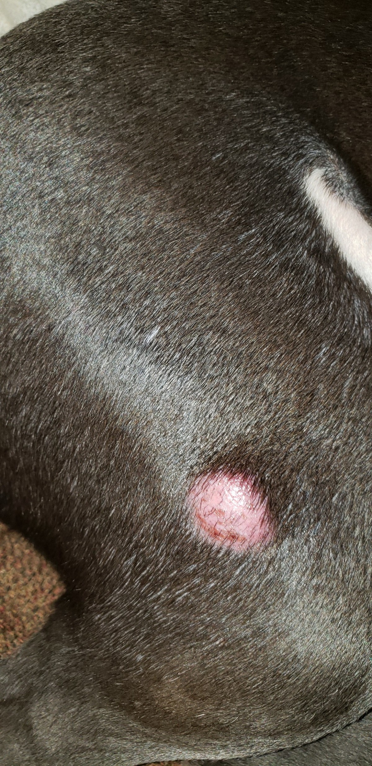 Lumps And Bumps On Dogs