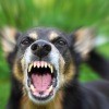 An angry dog barking with teeth bared.