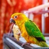 A sun conure eating a cracker.