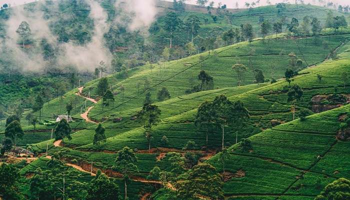 The highlands of Nuwara Eliya