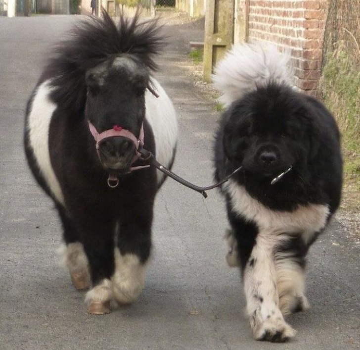 10. De een is een pony en de ander een Newfoundlander: kijk maar eens goed!