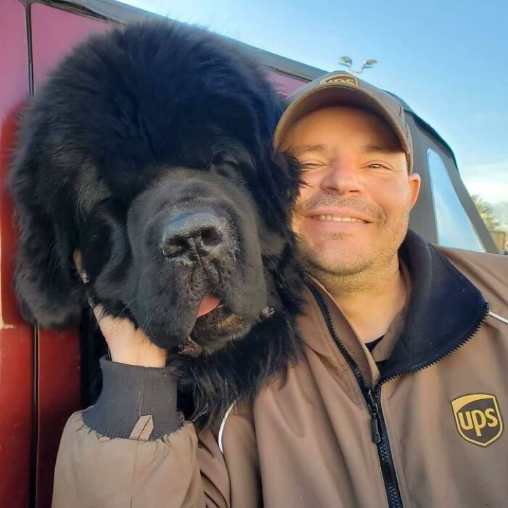 11. Nog een kleine demonstratie van hoe groot het hoofd van een Newfoundlander is, vergeleken met dat van een volwassen man