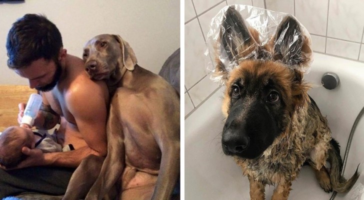 22 schattige honden die erin zullen slagen je een goed humeur te geven