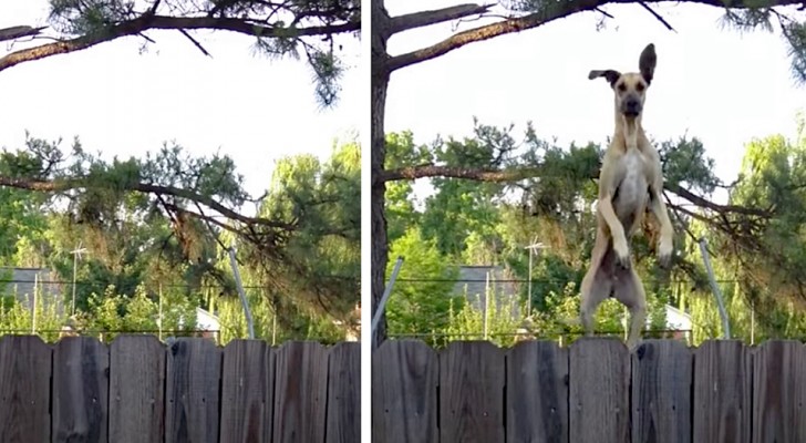 Deze hond heeft geleerd de trampoline te gebruiken om voorbij het hek te kijken: haar zien springen is zo leuk