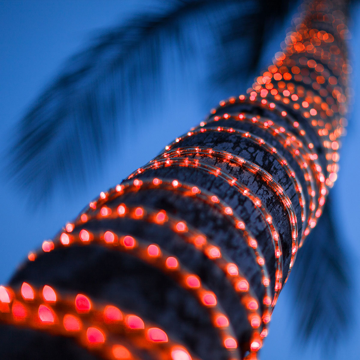 Rope Light Wrapped Around A Palm Tree