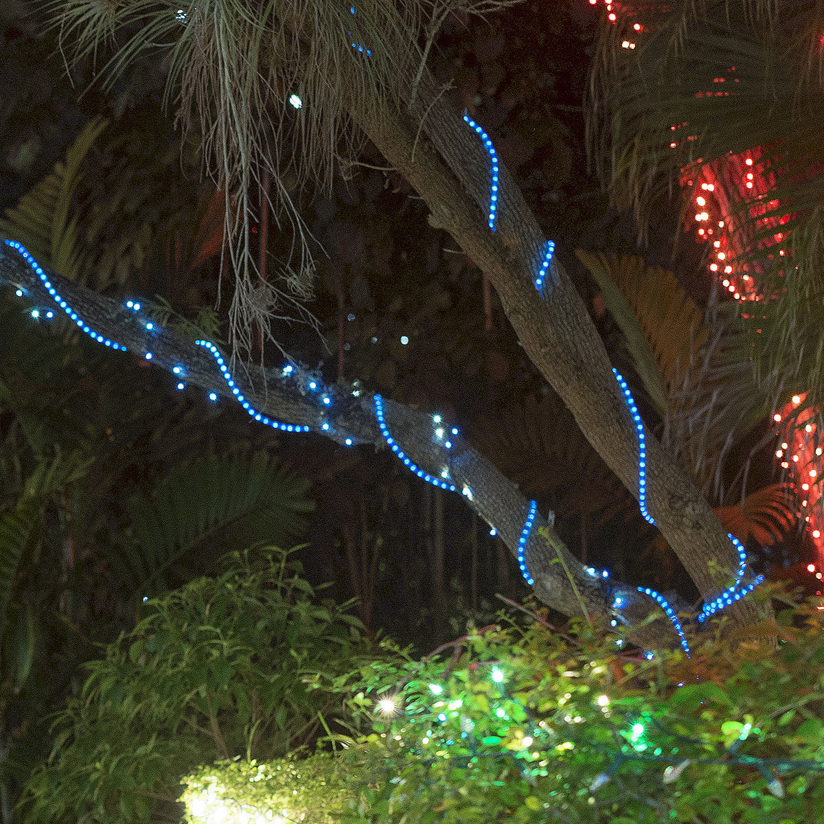 Rope Light Wraps Easily Around Trees & Posts