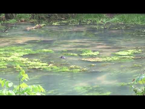 Otters at Round Spring