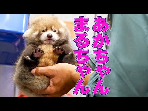 Watch MARUMI the Red Panda