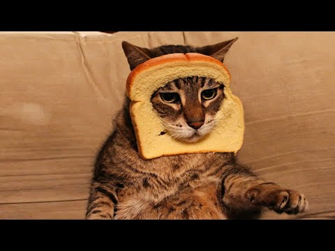 Try Not to Laugh: Hilarious Pet Reactions