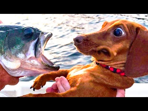 A Hilarious Animal Compilation Video