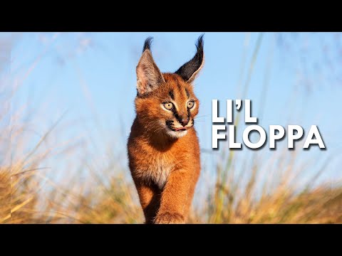 This Pointy-Eared Cat Is One of Africa’s Ultimate Hunters