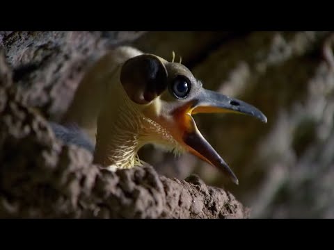 The Picathartes: Ancient Birds of the Congo