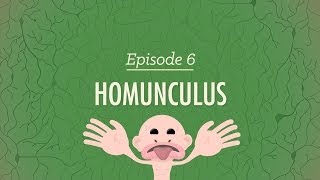 Homunculus - Crash Course Psychology #6