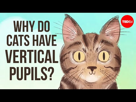 Why Do Cats Have Vertical Pupils?