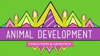 Animal Development: We're Just Tubes - Crash Course Biology #16