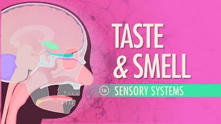 Taste&Smell: Crash Course A&P #16