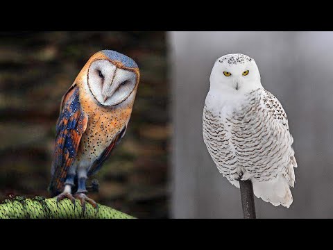 The 10 Most Beautiful Owl Species in the World