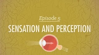 Sensation&Perception - Crash Course Psychology #5