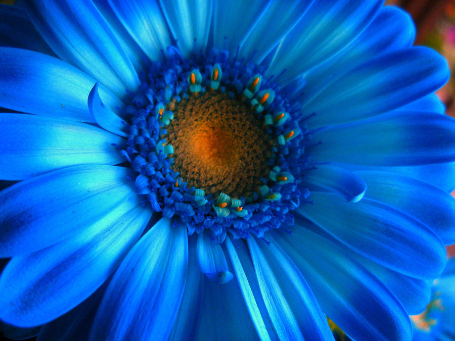 Blue Gerbera by SammiStock on DeviantArt