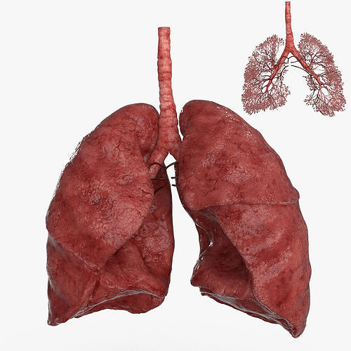 Respiratory System 3D model | CGTrader