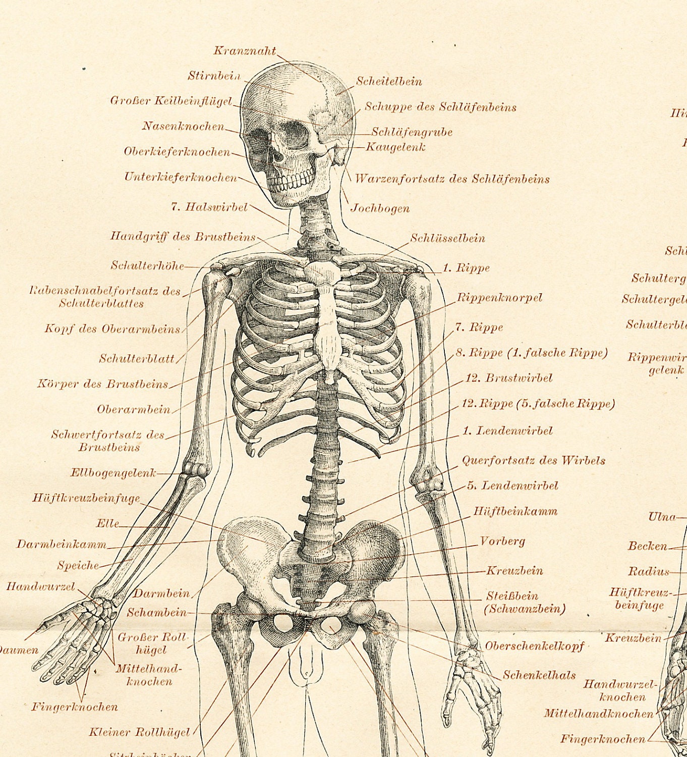 Human Bone Anatomy Chart