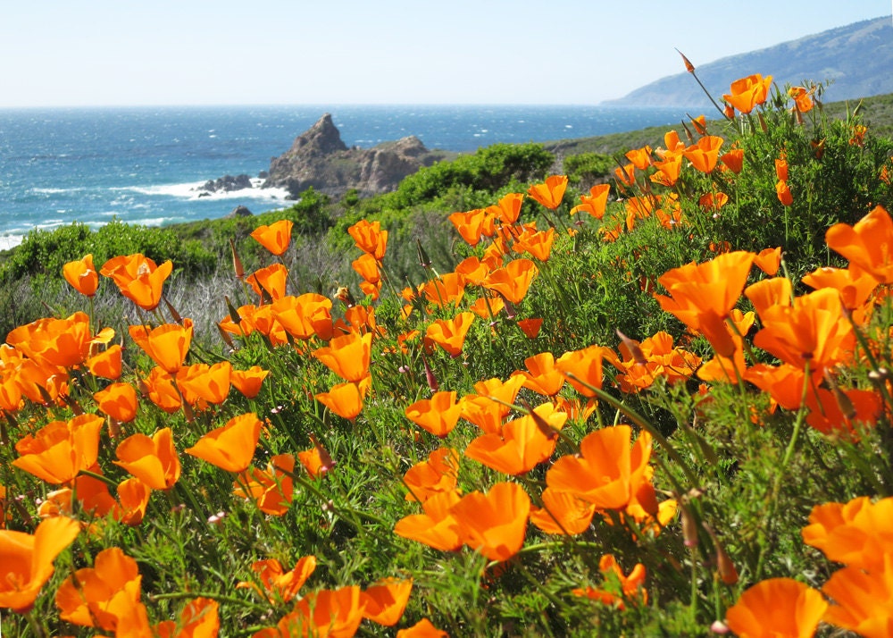 California Poppies at Big Sur-Print-Fine Art Photo Print