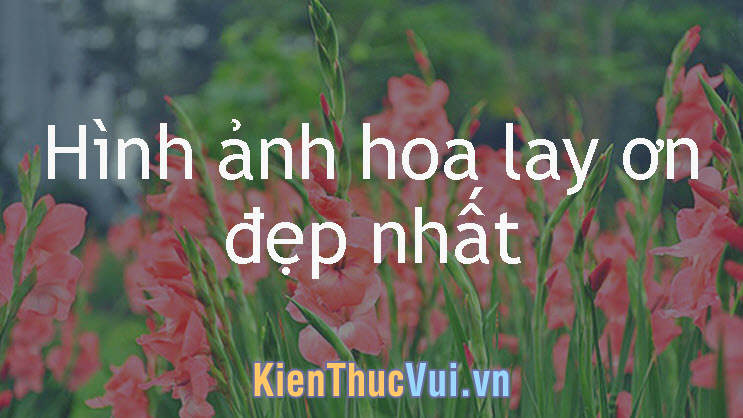 Hoa Lay Ơn đẹp - Tổng hợp những hình ảnh hoa Lay Ơn đẹp nhất