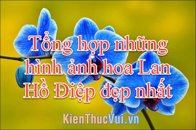 Hoa Lan Hồ Điệp đẹp - Tổng hợp những hình ảnh hoa Lan Hồ Điệp đẹp nhất