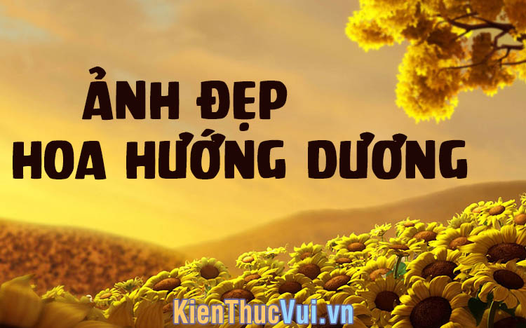 Tổng hợp hình nền hoa Hướng Dương đẹp