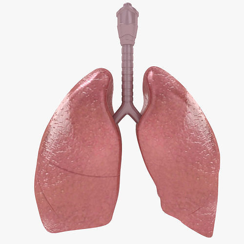 lungs 3D model | CGTrader