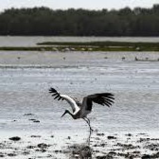 Huelva - Doñana, 30 años como Patrimonio Mundial de la Humanidad