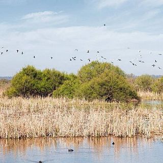 Huelva - El mal estado de Doñana está afectando a las aves migratorias