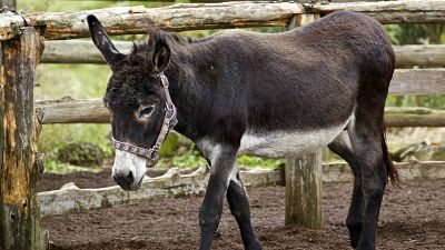 Fauna cercana - Los burros, unos animales a proteger - Escuchar ahora