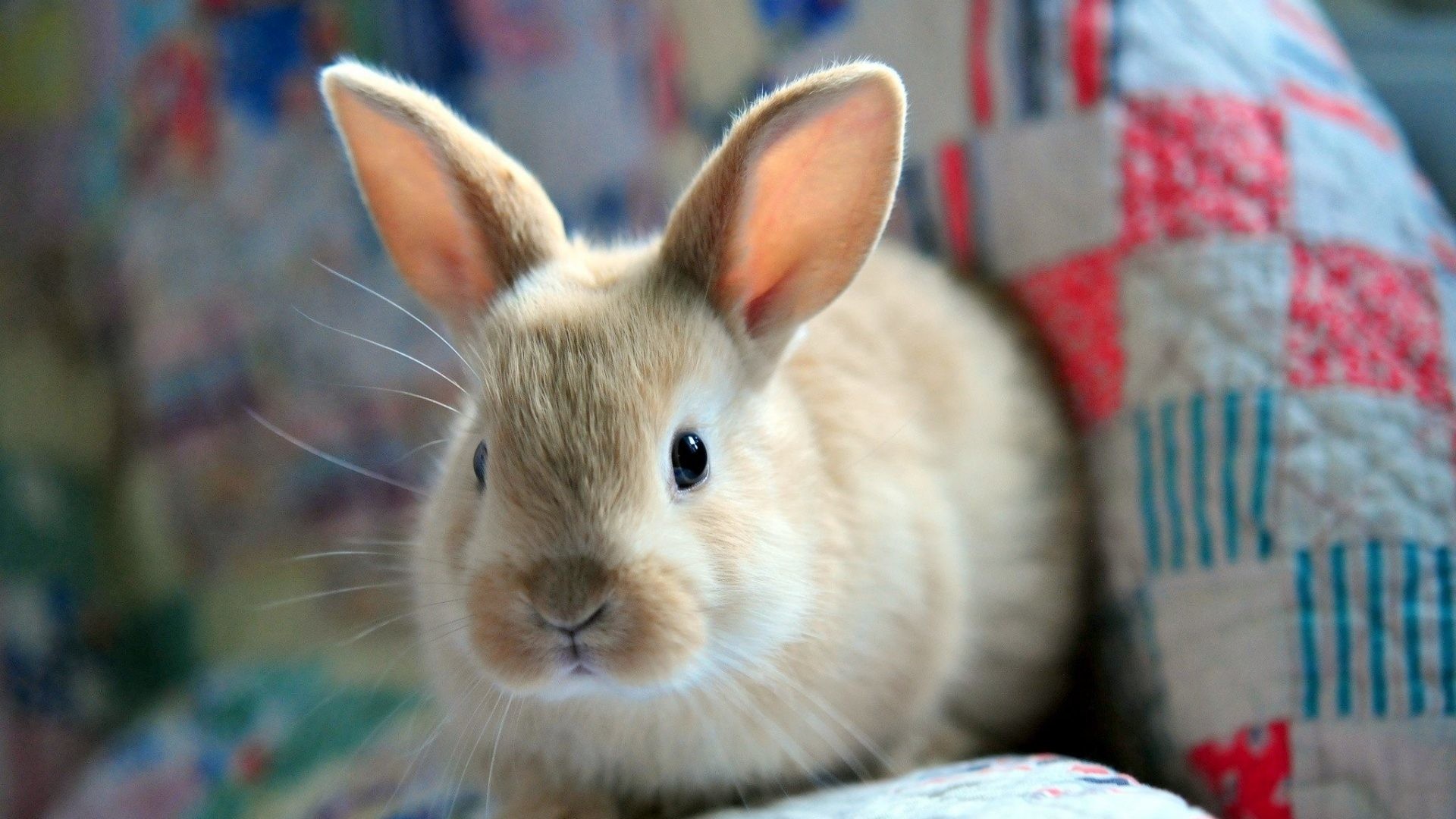 Cute rabbit