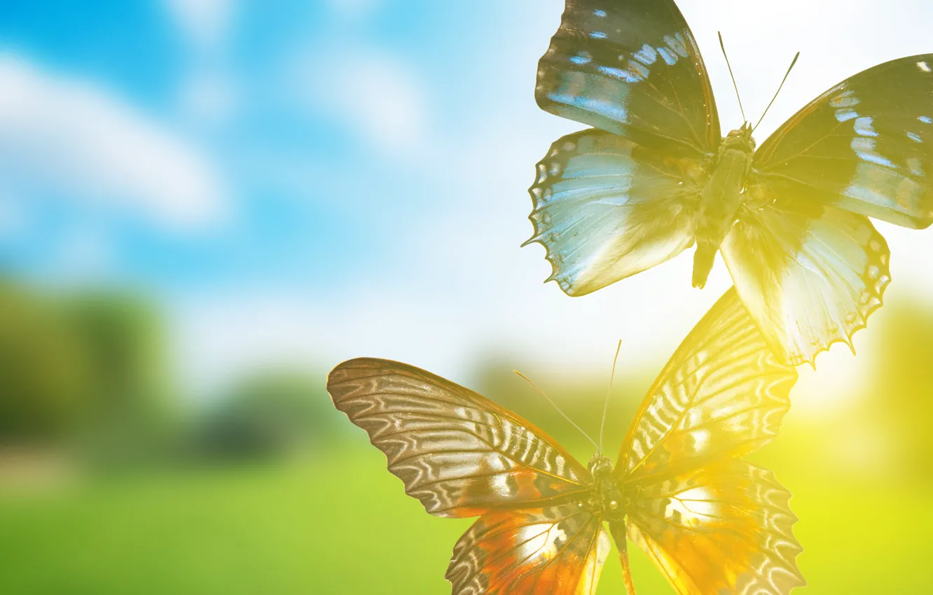 Wallpaper butterfly, rendering, background, background, rendering,  butterflies images for desktop, section рендеринг - download