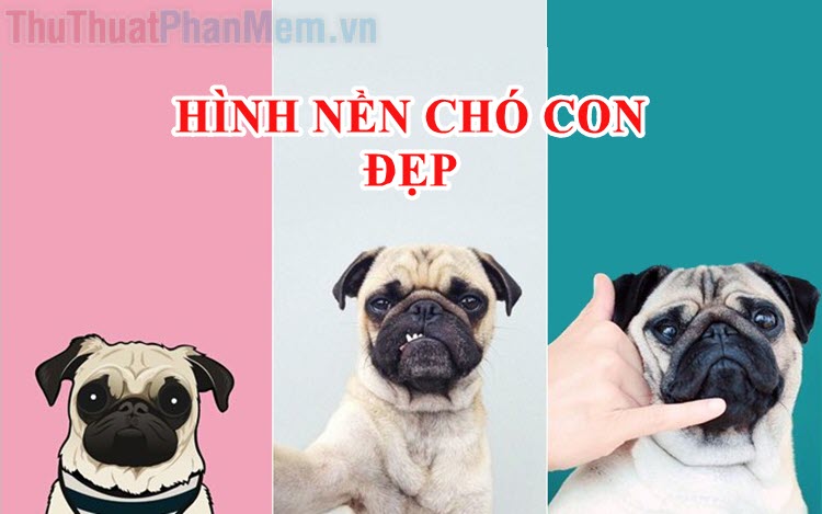 Bộ sưu tập hình chó ngáo cực chất với hơn 999 hình  Tất cả đều chất lượng  4K